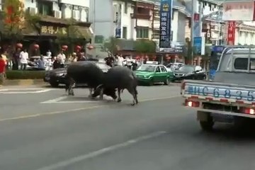 Ces deux buffles se battent en pleine rue au milieu des embouteillages