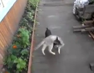 Ce chien ramène le chat de sa maîtresse sur son dos !