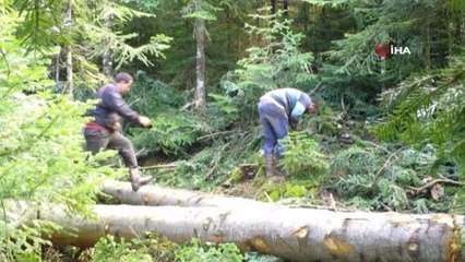 Kesilen ağaçlara sahte damga bastılar, fotokapana yakalandılar