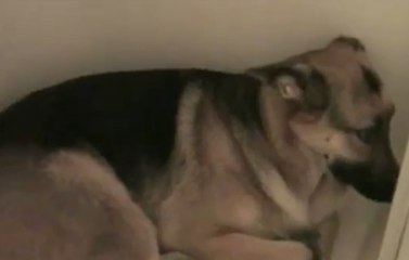 Ce chien a la tête d'un coupable !