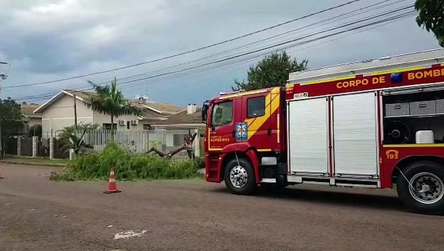 Árvore cai e atrapalha o trânsito nas proximidades do Lago