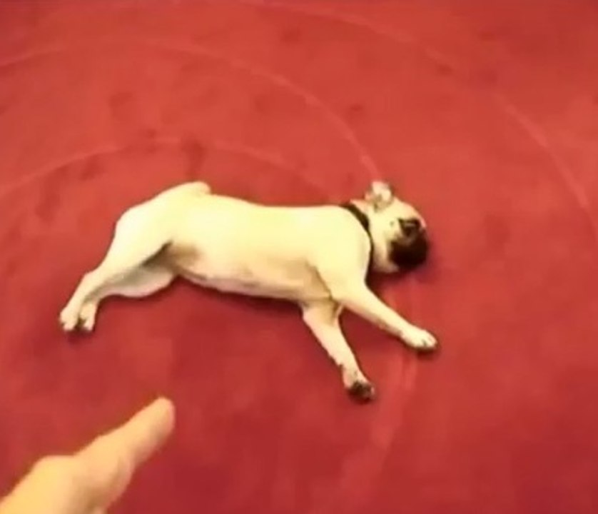 Ces animaux de compagnie sont très doués pour faire le mort