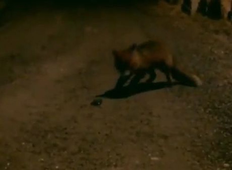 Après avoir volé un iPhone, ce renard envoie un SMS et répond à son propriétaire !
