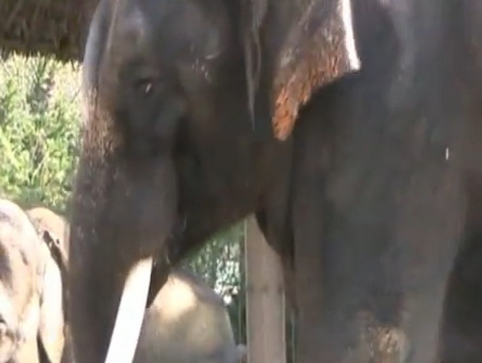 Ecoutez cet éléphant capable d'imiter le langage humain