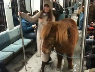 A Berlin, ce poney est habitué à voyager dans les transports en commun