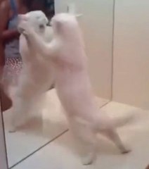 Zapping du Web: ce chat veut se battre contre son reflet