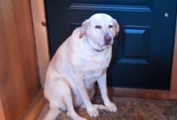 Découvrez le top 10 des chiens qui ont la tête du coupable