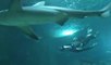 L'apnéiste Pierre Frolla a plongé dans l'Aquarium de Paris rempli de requins