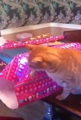 Ce chat empêche sa maîtresse d'emballer les cadeaux de Noël