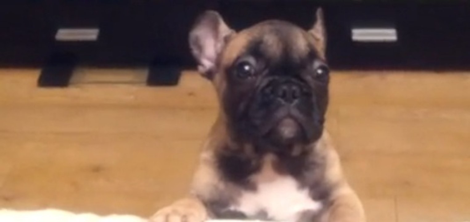 Ce chien fait des bruits très étranges pour monter sur le canapé