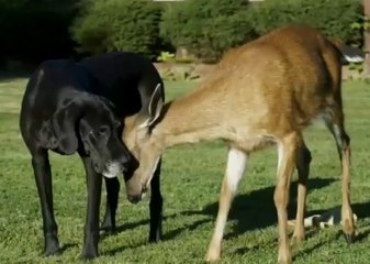 Abandonné, ce cerf a trouvé refuge auprès de ce chien