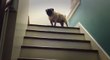Regardez ce chien monter les escaliers comme un lapin !