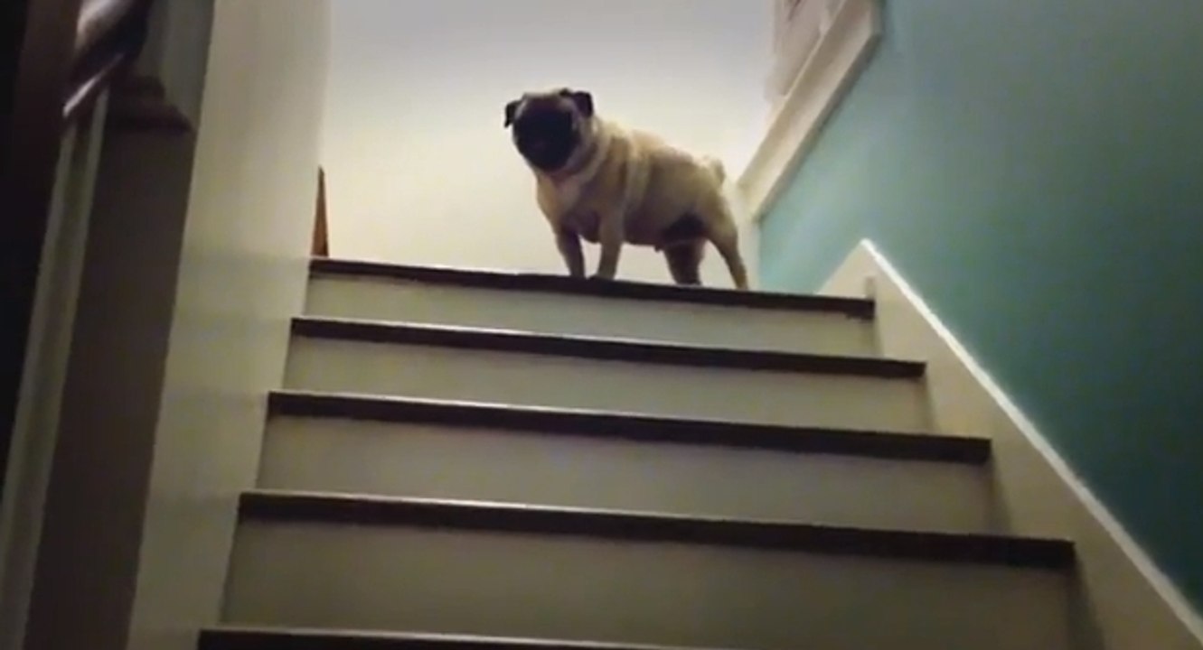 Regardez ce chien monter les escaliers comme un lapin ! - Vidéo Dailymotion