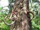Ce vélo est incrusté dans cet arbre depuis près de 60 ans