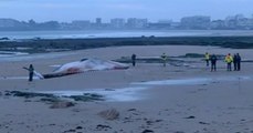 Regardez l'impressionnante baleine échouée sur la plage des Sables d'Olonne