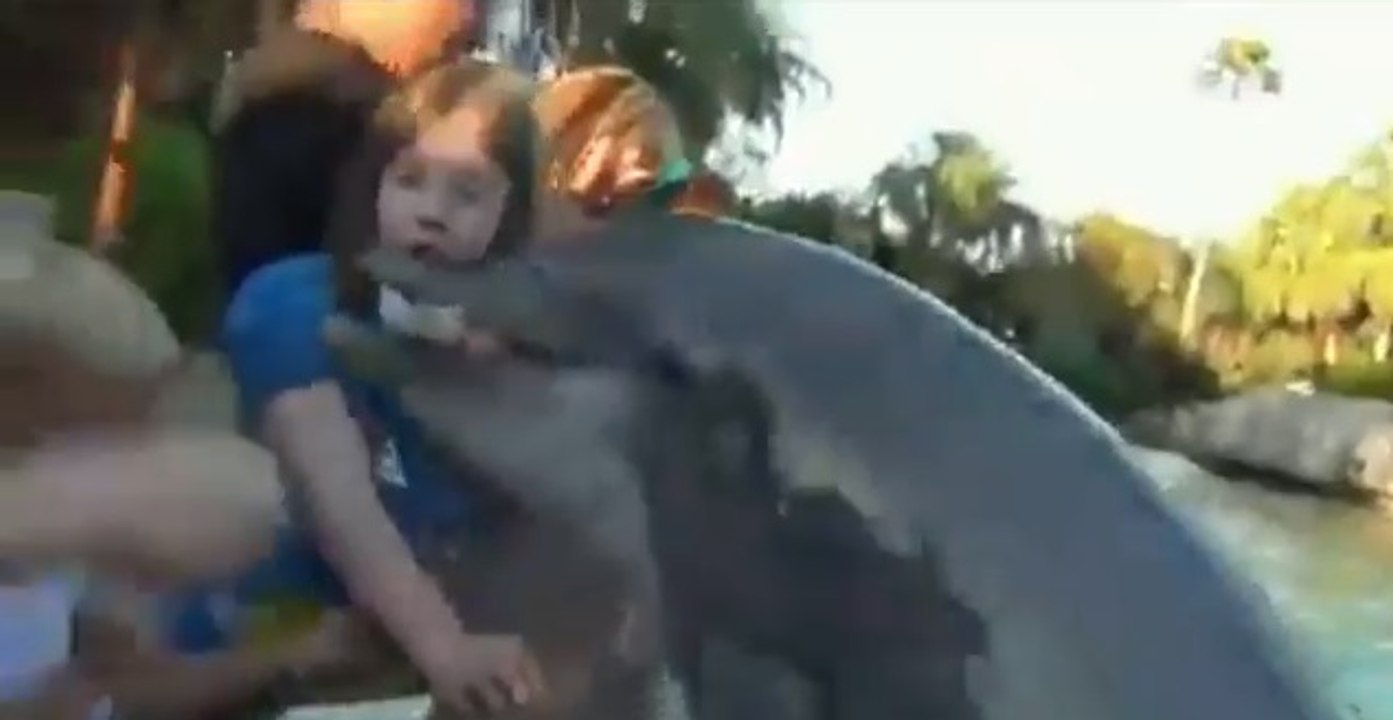 Cette fillette se fait mordre la main par un dauphin un peu trop affamé
