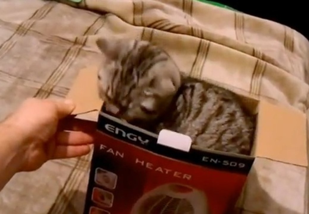 Ce chat a trouvé sa cachette idéale dans cette boîte en carton