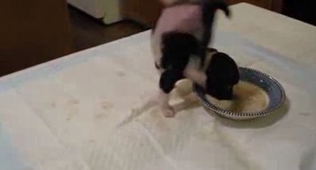 Ce chiot joue à l'équilibriste pour manger... et finit dans sa gamelle !