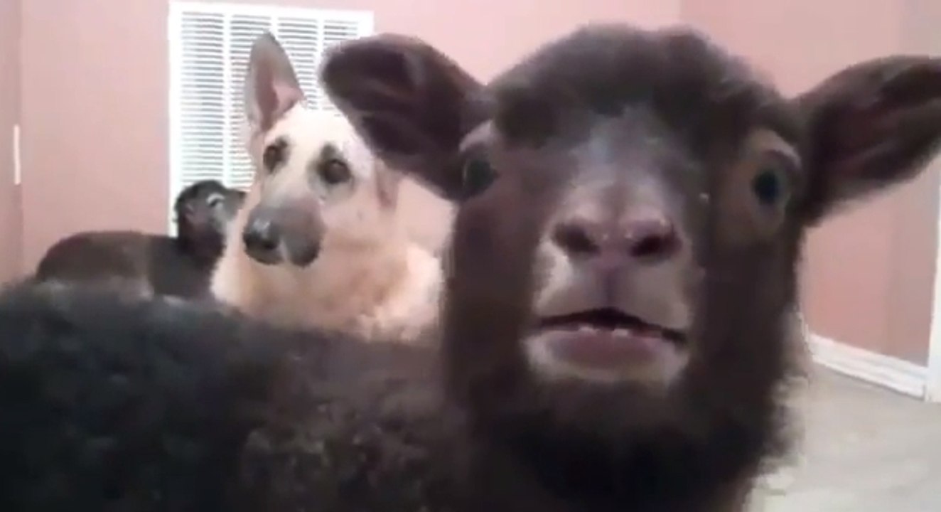 Ces chèvres crient et hurlent comme de véritables humains !