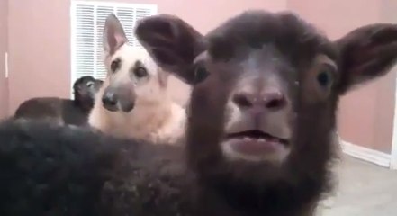 Ces chèvres crient et hurlent comme de véritables humains !