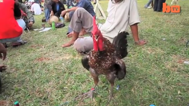 Ces coqs imitent le rire des humains lors d'un concours