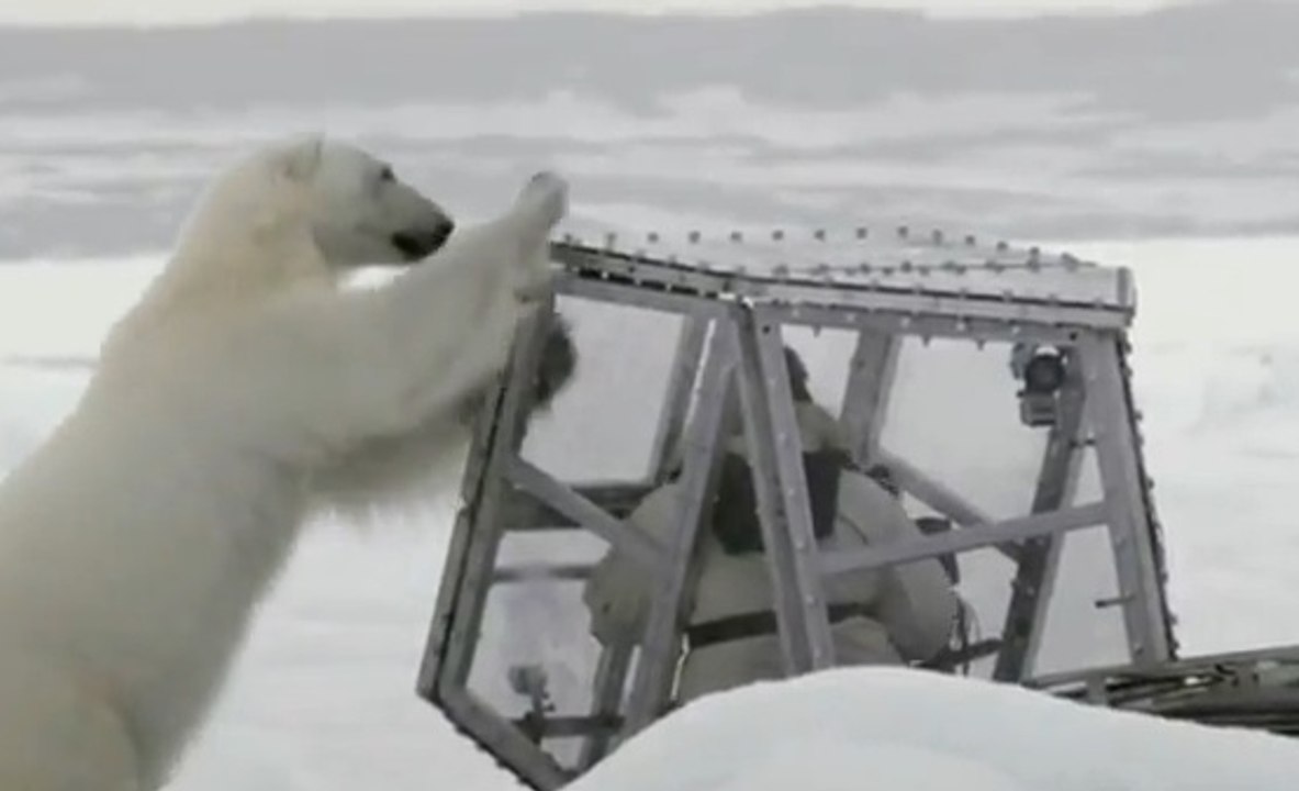 En plein tournage, ce caméraman a été attaqué par un ours polaire