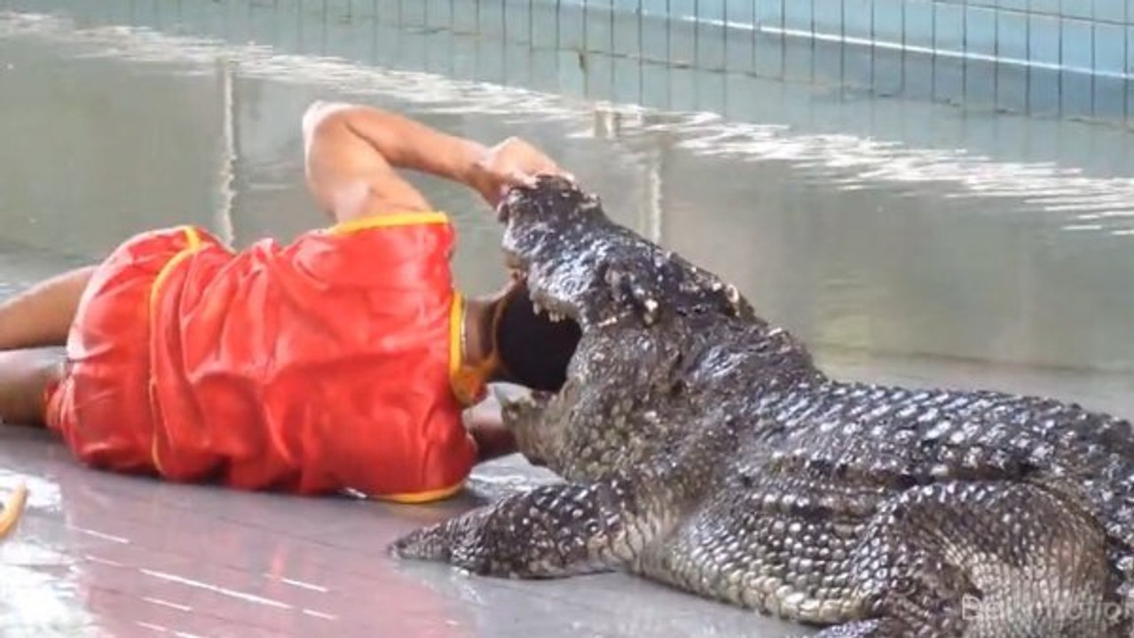 Regardez cet homme entrer sa tête dans la gueule d'un crocodile