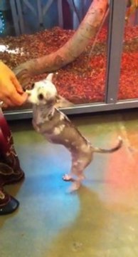 Handicapé, ce chihuahua marche sur ses pattes arrière