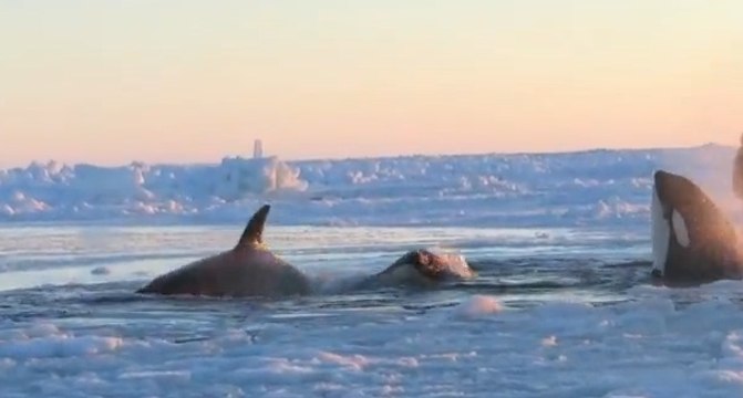 Prisonnières de la glace, ces orques ont réussi à trouver le chemin de la liberté