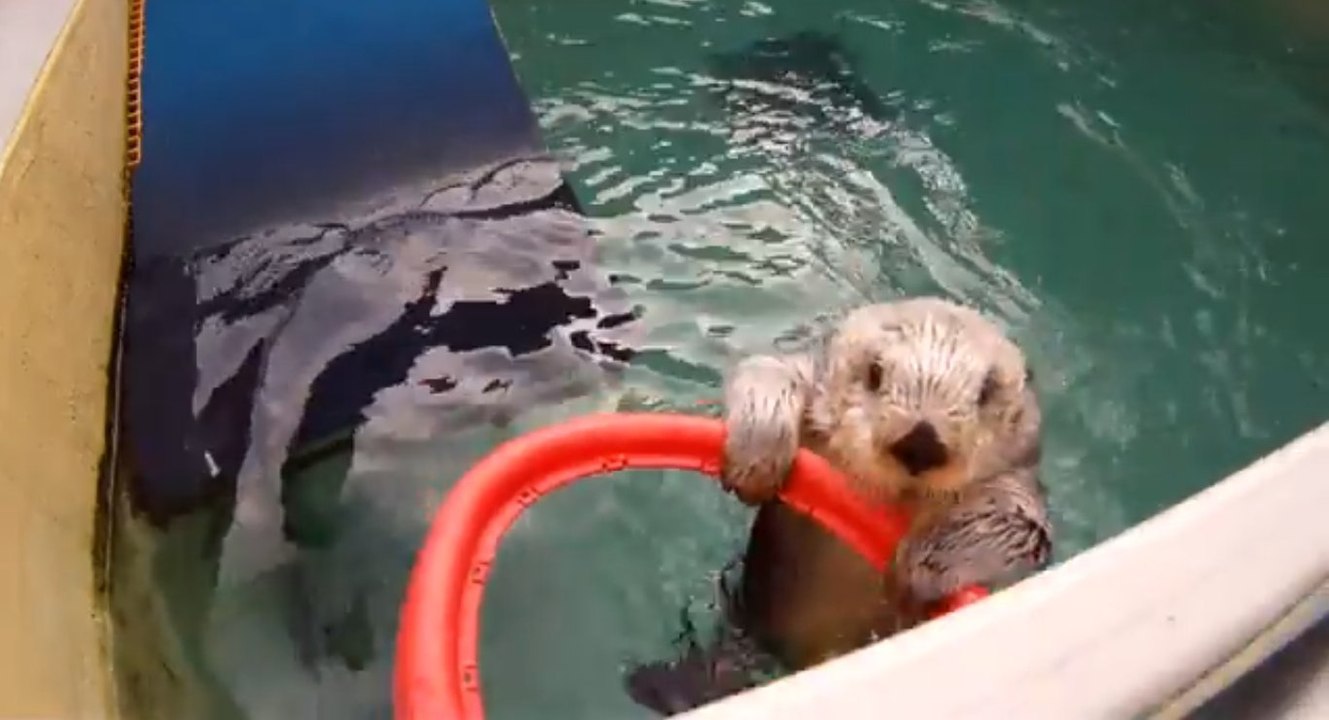 Regardez cette loutre de mer faire des dunks au basket