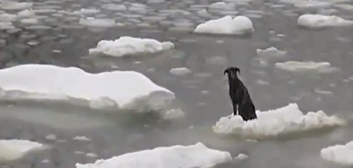 Ces sauveteurs sont venus à la rescousse d'un chien prisonnier des glaces