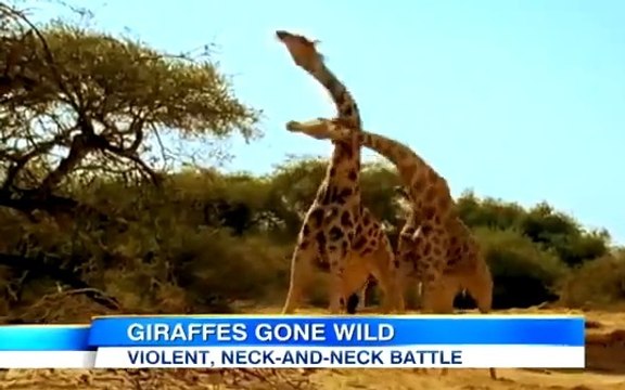 Découvrez l'impressionnant combat entre deux girafes !