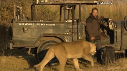 Cet homme s'est retrouvé nez à nez avec une lionne