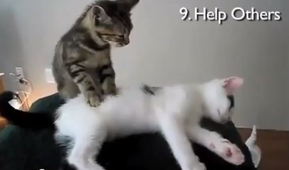 Top 10 des bonnes résolutions expliquées par des chats !