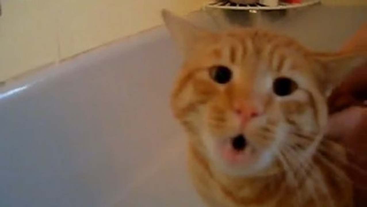 Ce chat supplie ses maîtres pour ne pas prendre de bain !
