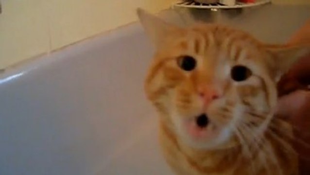 Ce chat supplie ses maîtres pour ne pas prendre de bain !