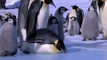 Découvrez les pires chutes de nos amis les manchots !