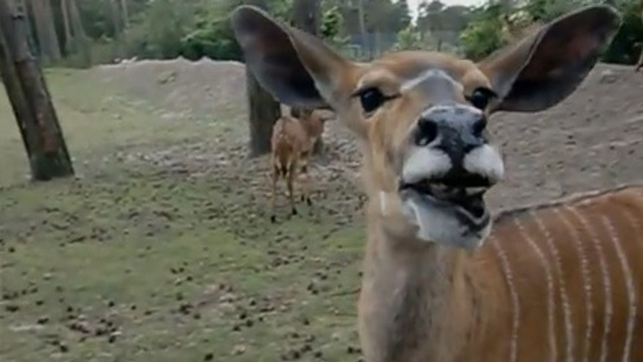 La grimace de cette antilope va égayer votre journée !