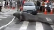 Regardez ce lion de mer perturber la circulation au Brésil