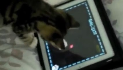 Ces animaux adorent jouer sur la tablette tactile de leurs maîtres