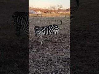 Marty the Zebra Chases Tail