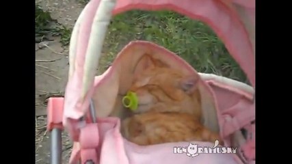 Regardez ce chat qui est confortablement installé dans la poussette de sa jeune maîtresse