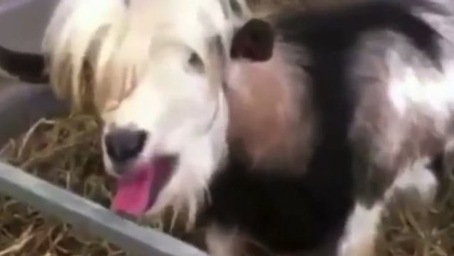 Les chèvres qui poussent des cris comme les humains sont de retour !