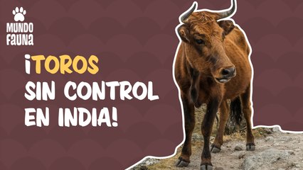El impactante momento en el que dos toros sin control irrumpen en una casa en India