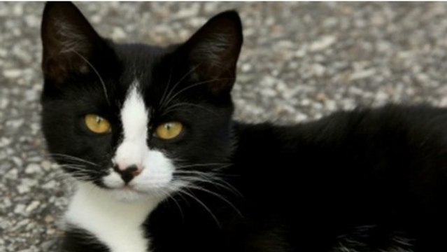 Découvrez l'histoire étonnante de ce chat totalement accro à McDonald's