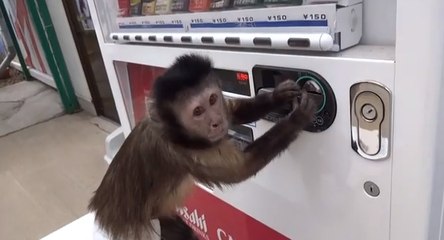Ce singe parvient tout seul à acheter une boisson au distributeur
