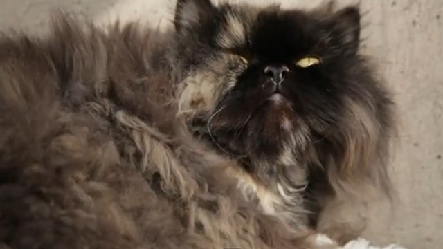 L'incroyable voyage de ce chat entre Le Caire et Londres