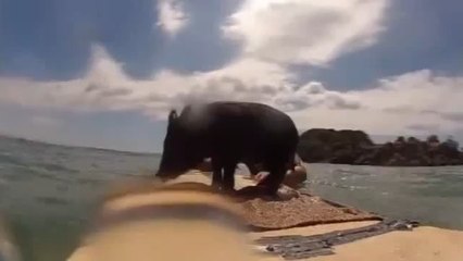 Un cochon surfe sur les vagues de Nouvelle-Zélande !