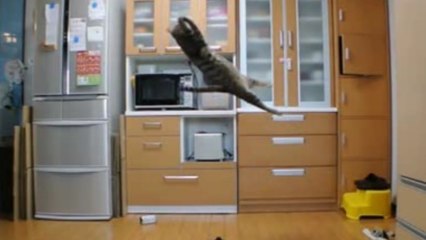 Ce chat japonais est le meilleur gardien de but du monde !