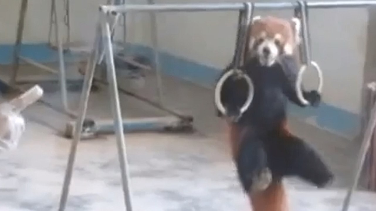 Ce panda roux sait faire de la gymnastique sur des anneaux !